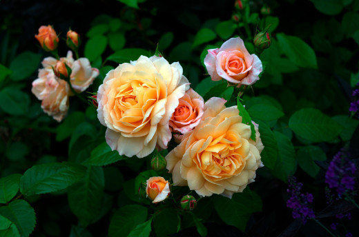 772331 (a): :2800x1850